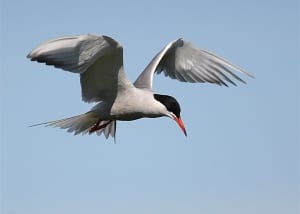 Bird Watching Killybegs Ireland